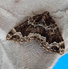 Attēlu rezultāti vaicājumam “Lampropteryx suffumata”