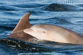 Image result for Tursiops truncatus