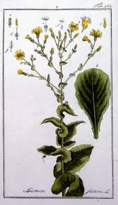 Attēlu rezultāti vaicājumam “Lactuca sativa flower”