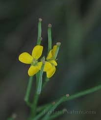 Attēlu rezultāti vaicājumam “Erysimum hieracifolium”