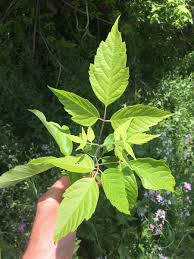 Attēlu rezultāti vaicājumam “Acer negundo”