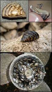 Attēlu rezultāti vaicājumam “Dreissena polymorpha”