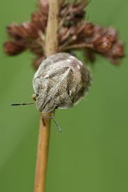 Attēlu rezultāti vaicājumam “Eurygaster testudinaria nymph”