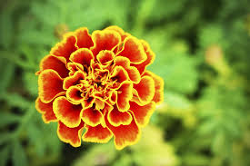 Attēlu rezultāti vaicājumam “Tagetes flower”