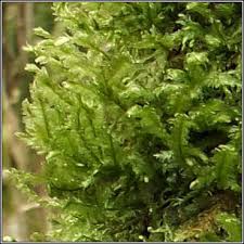 Attēlu rezultāti vaicājumam “Neckera crispa”