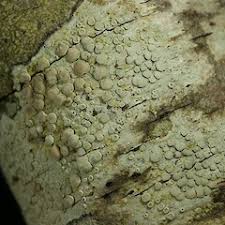 Attēlu rezultāti vaicājumam “Lecanora carpinea”