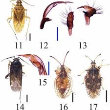 Attēlu rezultāti vaicājumam “Psallus sp. imago”