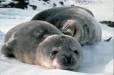 Earless Seals