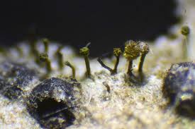 Attēlu rezultāti vaicājumam “Chaenotheca brunneola”