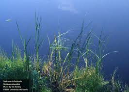 Attēlu rezultāti vaicājumam “Schistidium robustum”