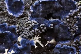 Attēlu rezultāti vaicājumam “Physarum bryocorticola macro”