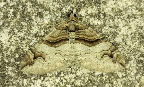 Attēlu rezultāti vaicājumam “Pareulype berberata”