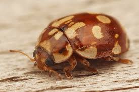 Attēlu rezultāti vaicājumam “Myrrha octodecimguttata”