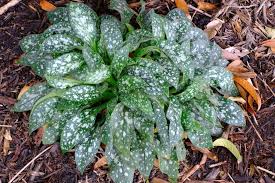 Image result for Pulmonaria Silverado