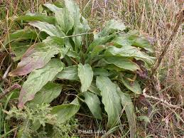 Attēlu rezultāti vaicājumam “Cynoglossum officinale”