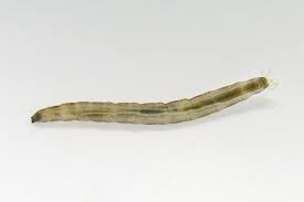 Attēlu rezultāti vaicājumam “Tipulidae larva”