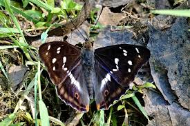 Attēlu rezultāti vaicājumam “Apatura iris male”