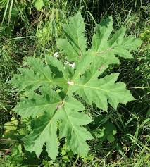 Attēlu rezultāti vaicājumam “Heracleum sosnowskyi”