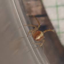 Attēlu rezultāti vaicājumam “Neottiura bimaculata”