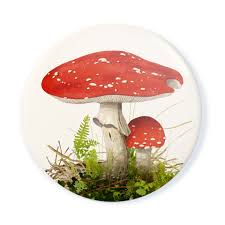 Attēlu rezultāti vaicājumam “Amanita muscaria”