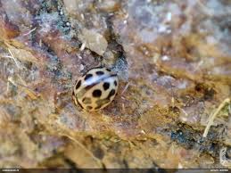 Attēlu rezultāti vaicājumam “Licea testudinacea macro”