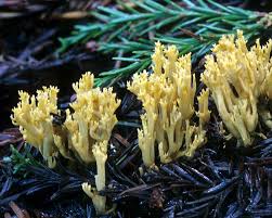 Attēlu rezultāti vaicājumam “Abietinella abietina var. hystricosa”