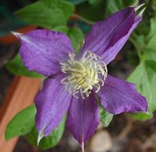 Attēlu rezultāti vaicājumam “Tubifera montana young”