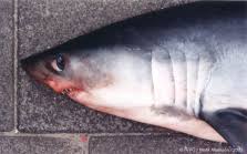 Image result for Lamna nasus