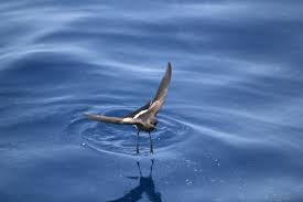 Image result for Oceanites oceanicus