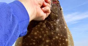 Image result for Paralichthys albigutta