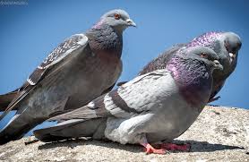 Attēlu rezultāti vaicājumam “Columba livia f. domestica adult”