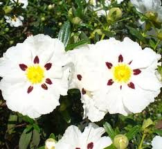 Attēlu rezultāti vaicājumam “Cistaceae”