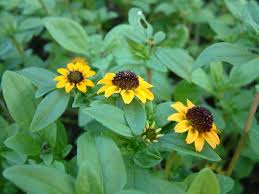 Image result for Sanvitalia procumbens