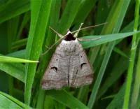 Attēlu rezultāti vaicājumam “Lygephila pastinum”