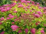 <b>Spiraea</b> Archives | Welcome to