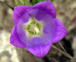 Attēlu rezultāti vaicājumam “Campanulaceae”