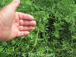 Attēlu rezultāti vaicājumam “Galium triflorum fruit”