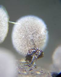 Attēlu rezultāti vaicājumam “Lamproderma pseudomaculatum”