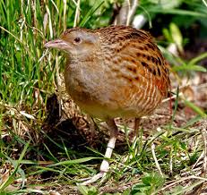 Image result for Crex crex