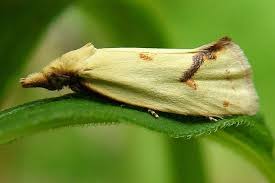 Attēlu rezultāti vaicājumam “Agapeta hamana”