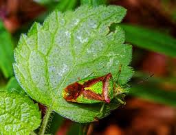 Attēlu rezultāti vaicājumam “Acanthosoma haemorrhoidale”