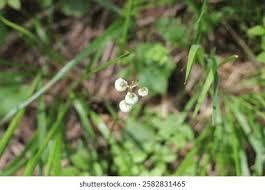 Attēlu rezultāti vaicājumam “Pyrola media”