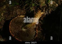 Attēlu rezultāti vaicājumam “Stropharia albocrenulata”