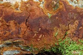 Attēlu rezultāti vaicājumam “Phellinus ferruginosus”