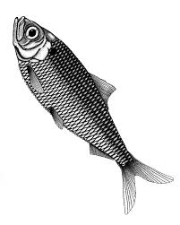 Image result for Alosa pseudoharengus