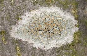 Attēlu rezultāti vaicājumam “Lecanora chlarotera”