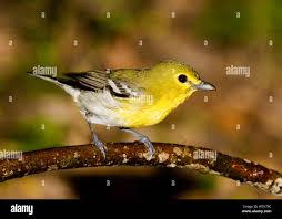 Image result for Vireo flavifrons
