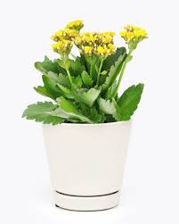 Image result for Kalanchoe blossfeldiana