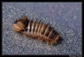 Attēlu rezultāti vaicājumam “Anthrenus verbasci”