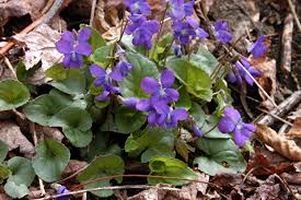 Attēlu rezultāti vaicājumam “Viola sororia”